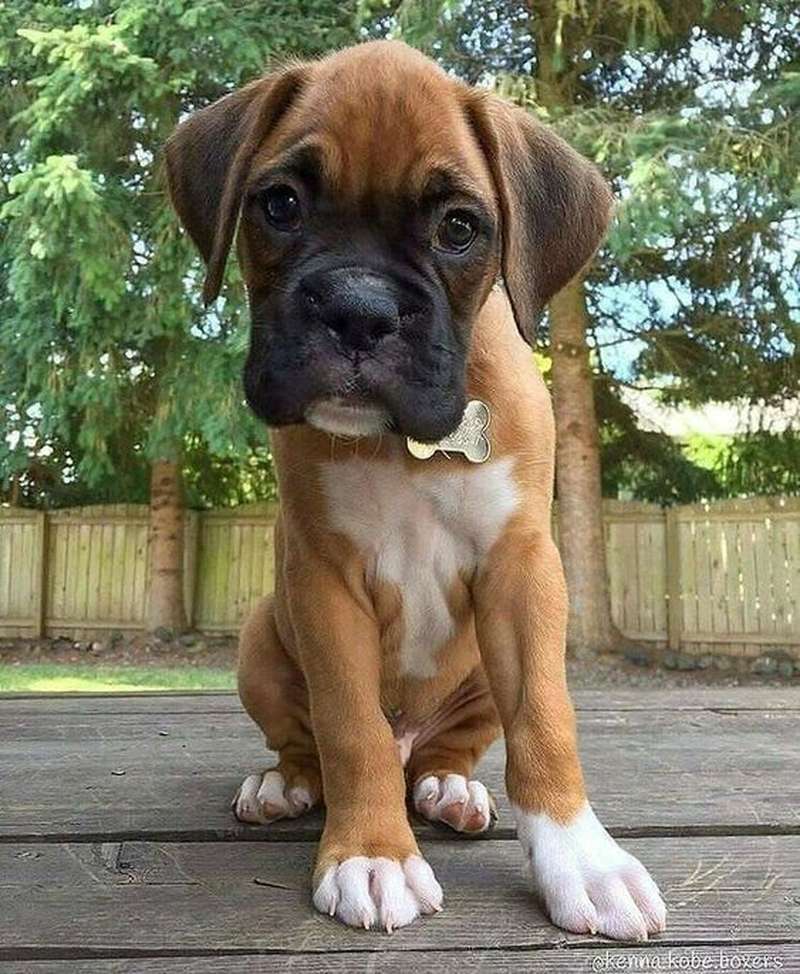 boxer dog 